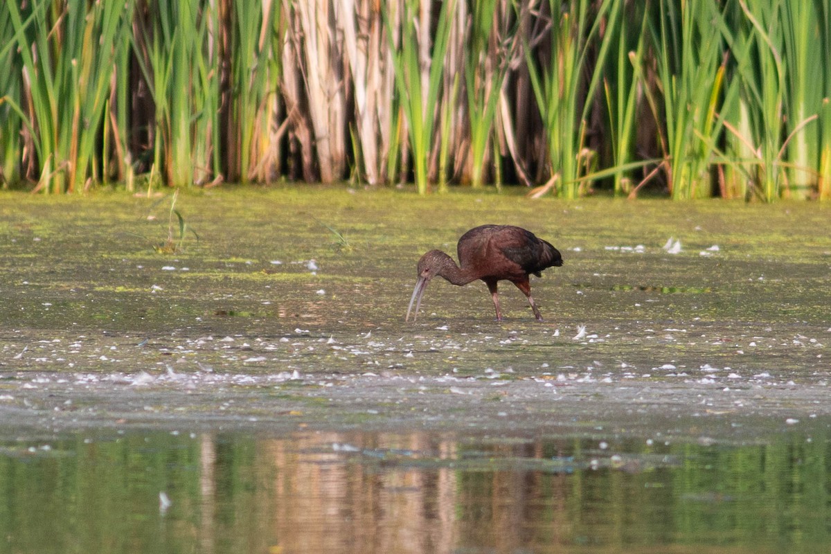White-faced Ibis - ML486528731