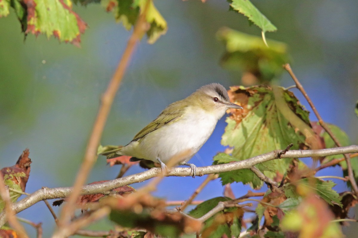 Red-eyed Vireo - John Skene