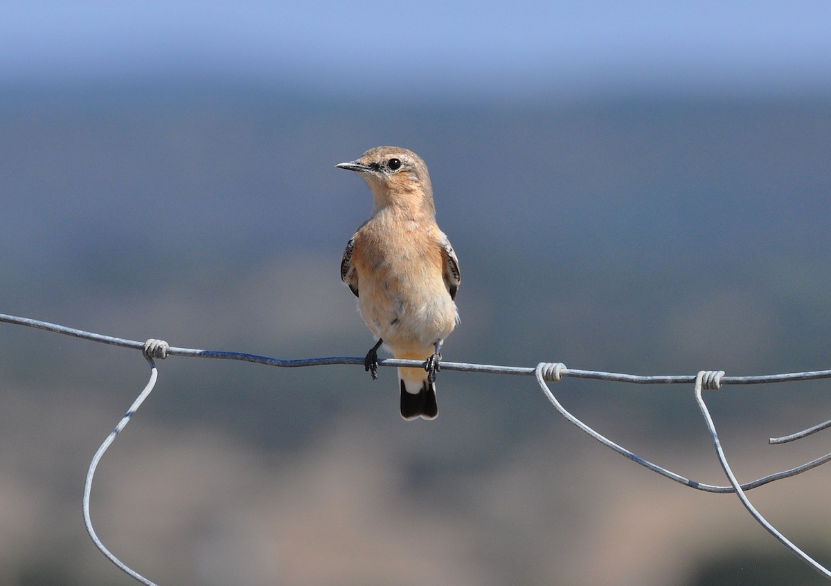 Northern Wheatear - ML486529031