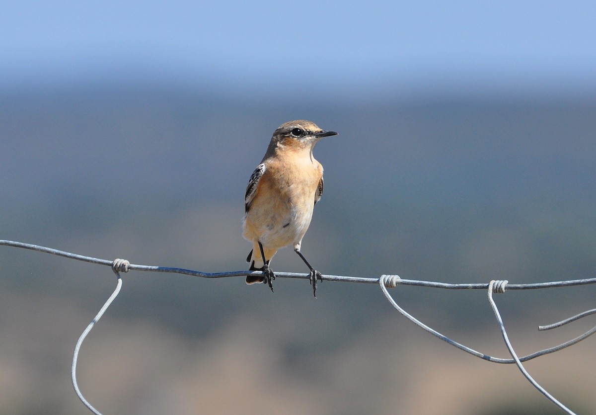 Northern Wheatear - ML486529051