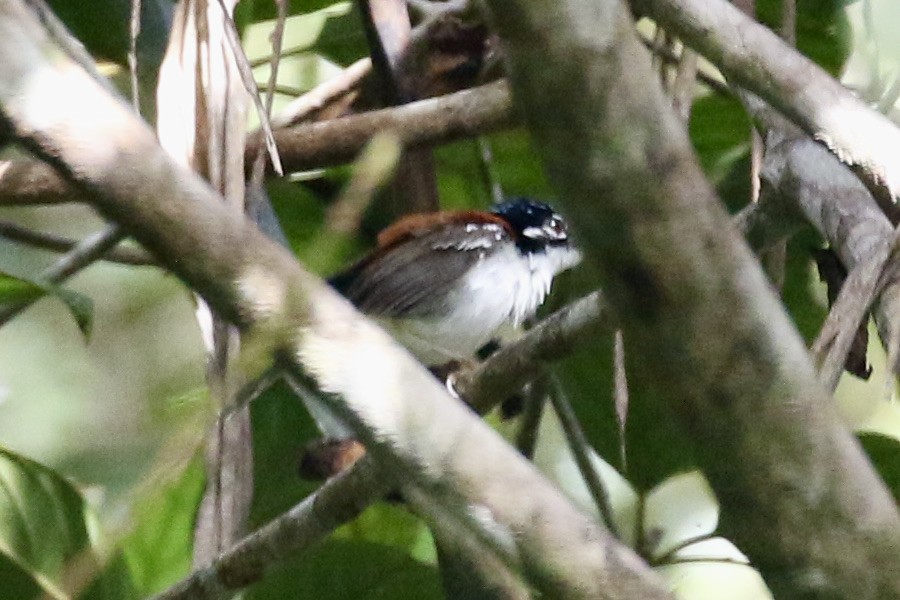 Wallace's Fairywren - Mike O'Malley