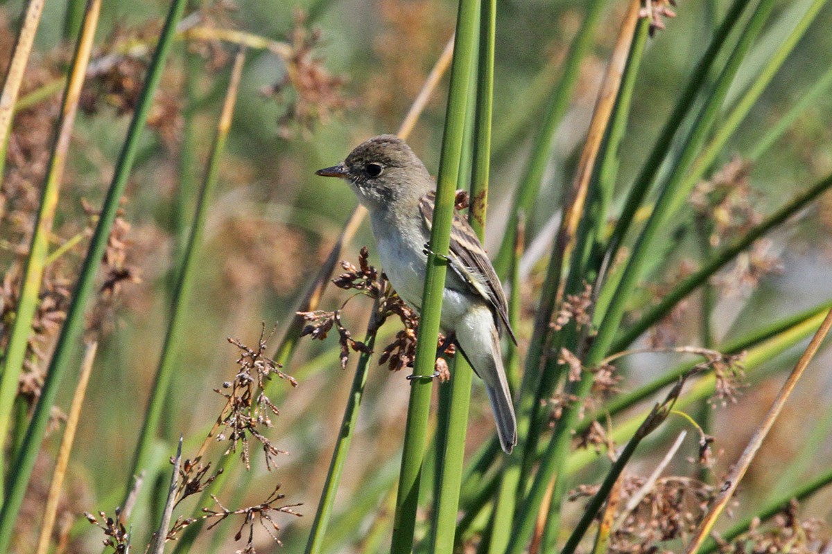 Willow Flycatcher - ML486530001