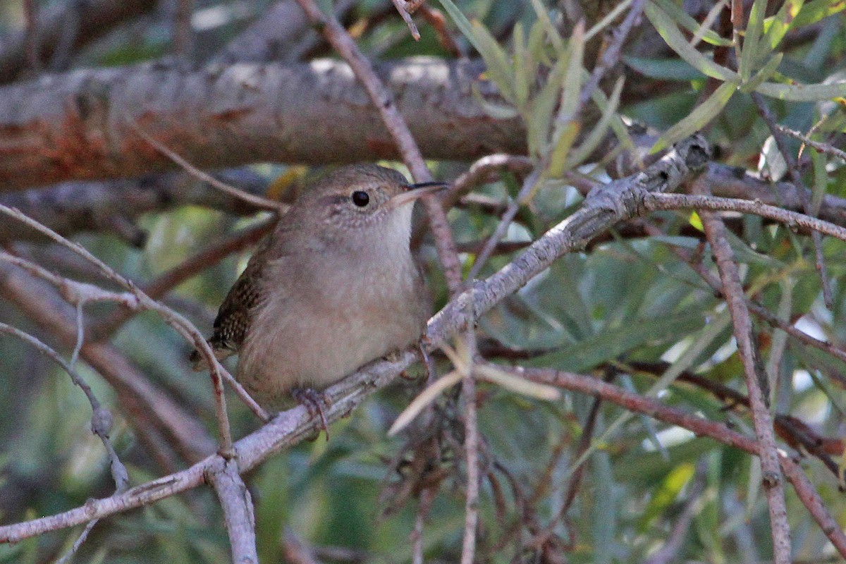 Northern House Wren - ML486530131