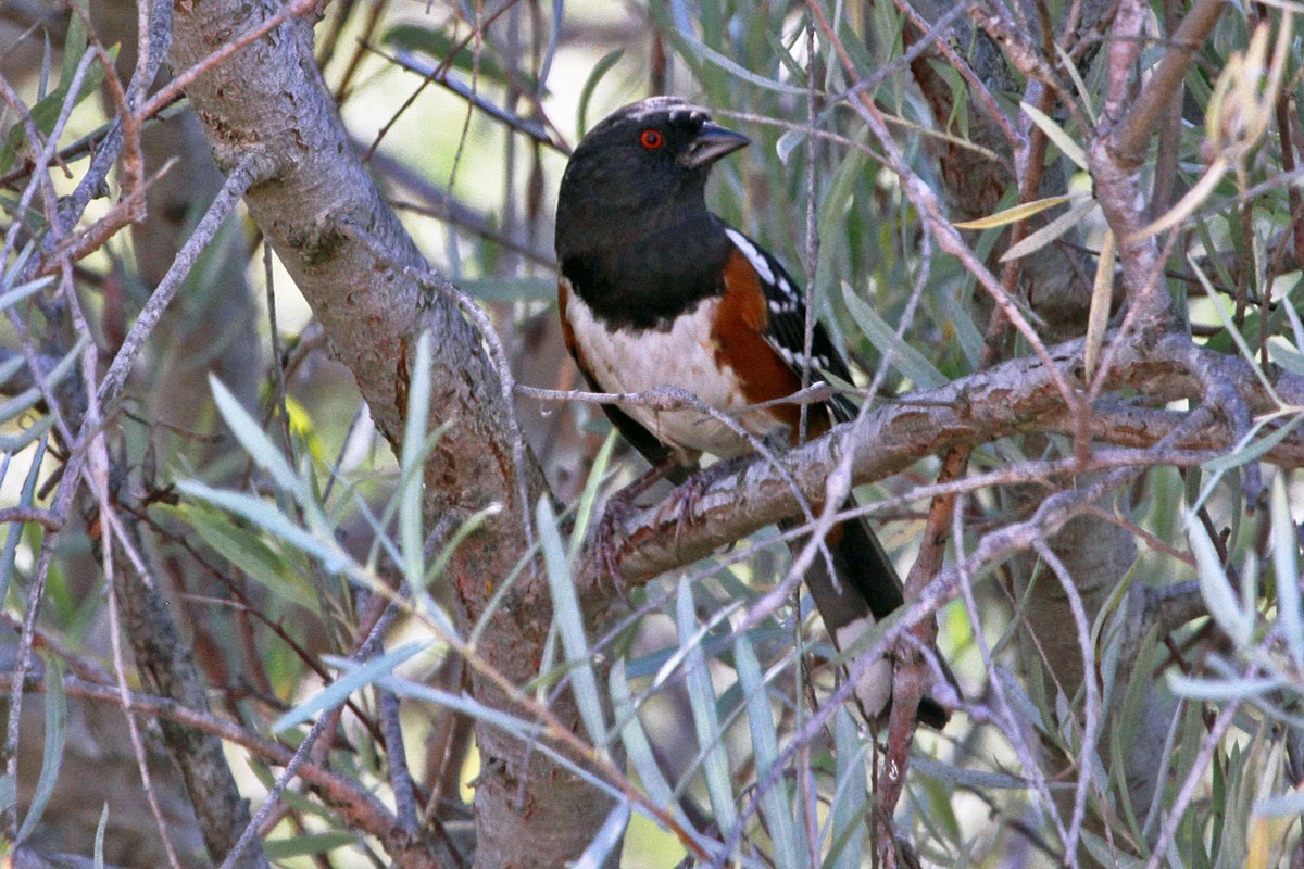 Spotted Towhee - ML486530201