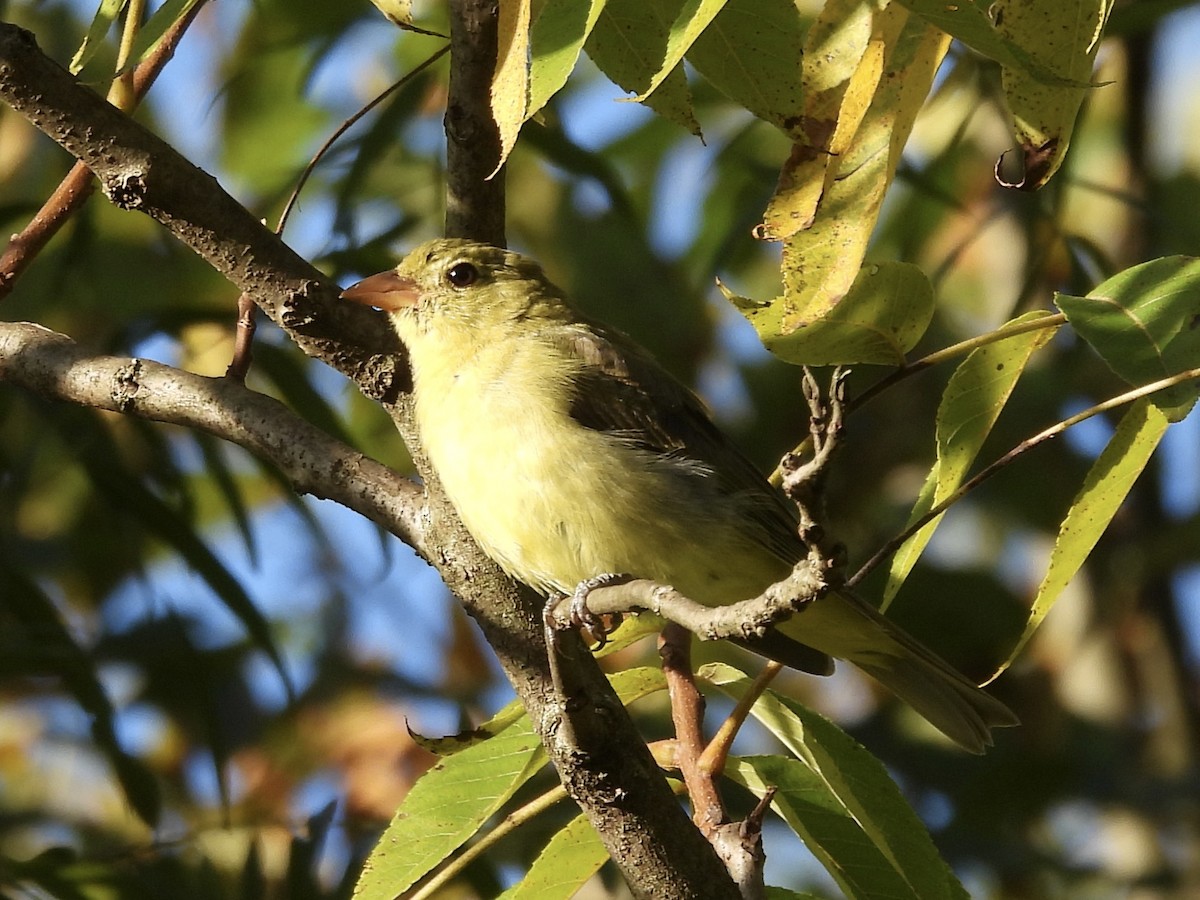 American Goldfinch - ML486531661