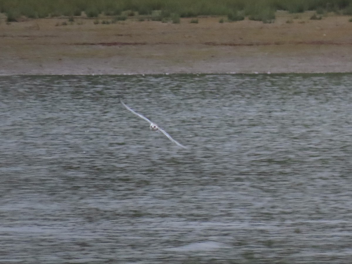 Forster's Tern - ML486532371