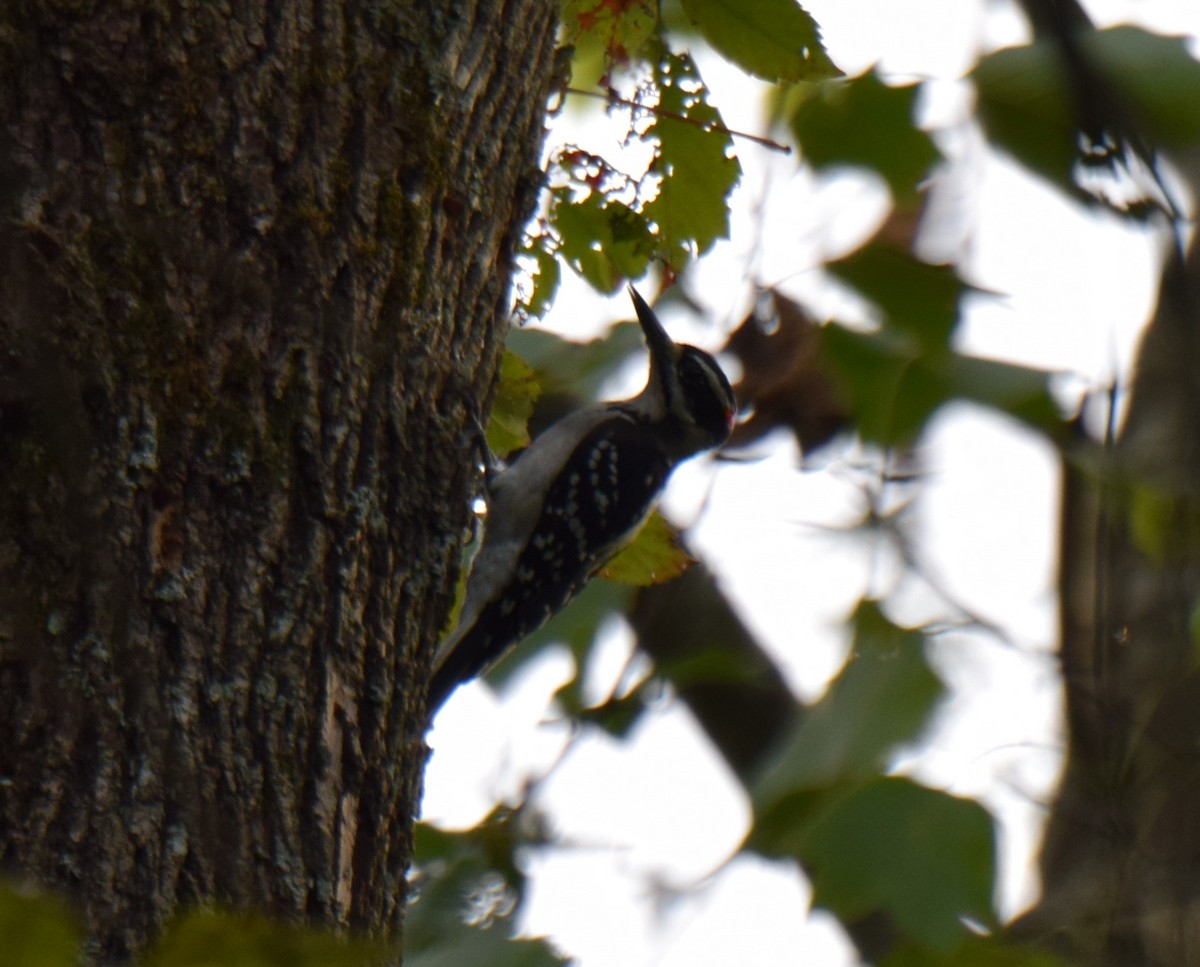 Hairy Woodpecker - ML486533171