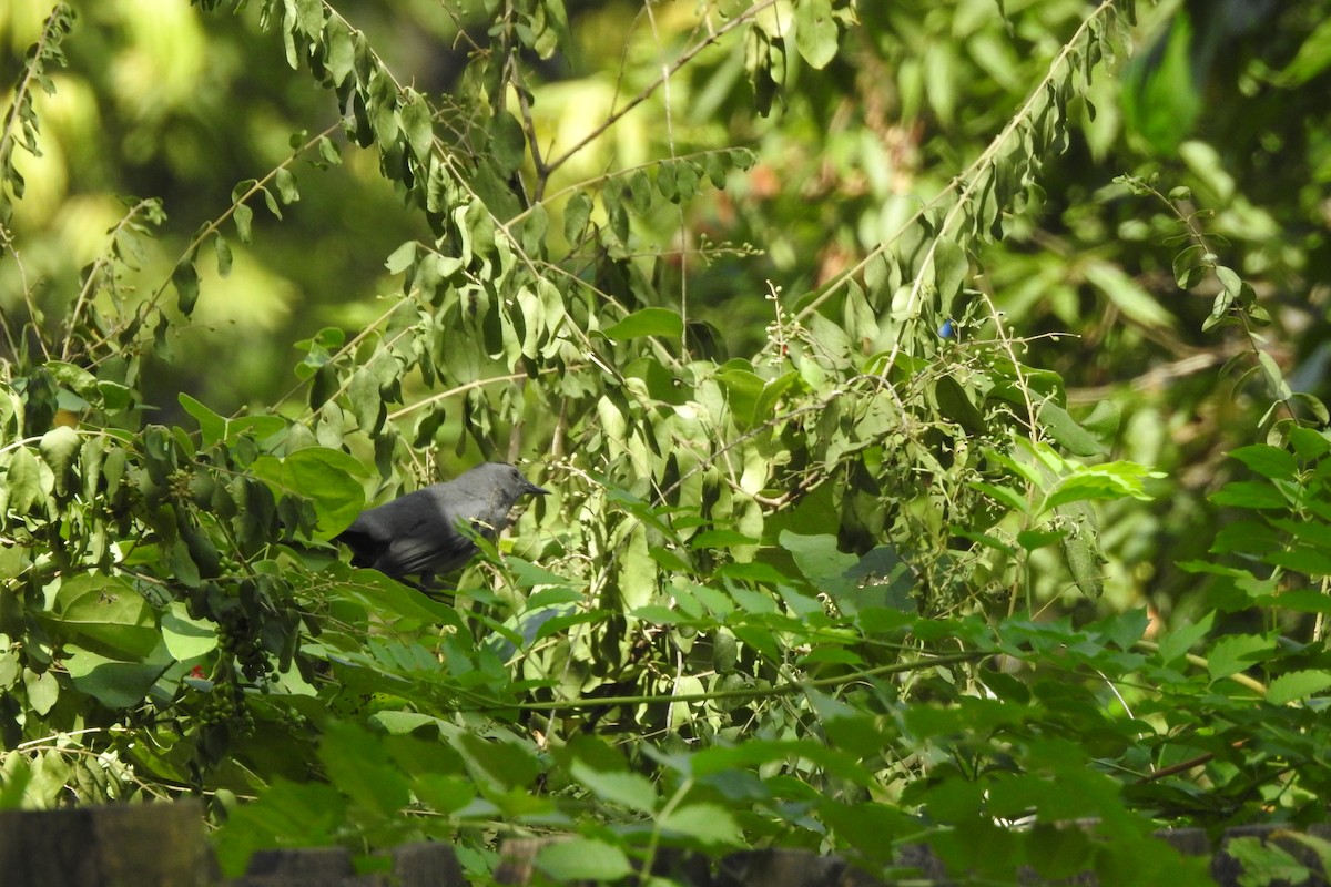 Gray Catbird - sandy berger