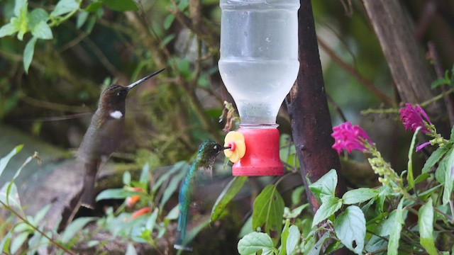Brown Inca - ML486533351