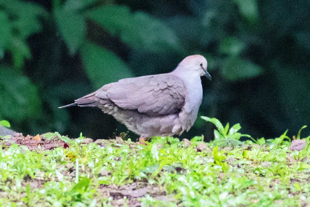 Gray-chested Dove (cassinii) - ML486534051