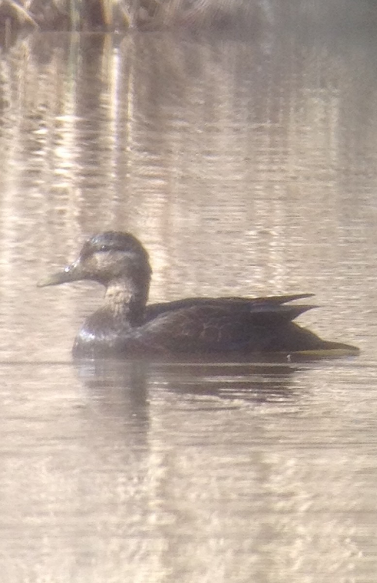 American Black Duck - ML48653581