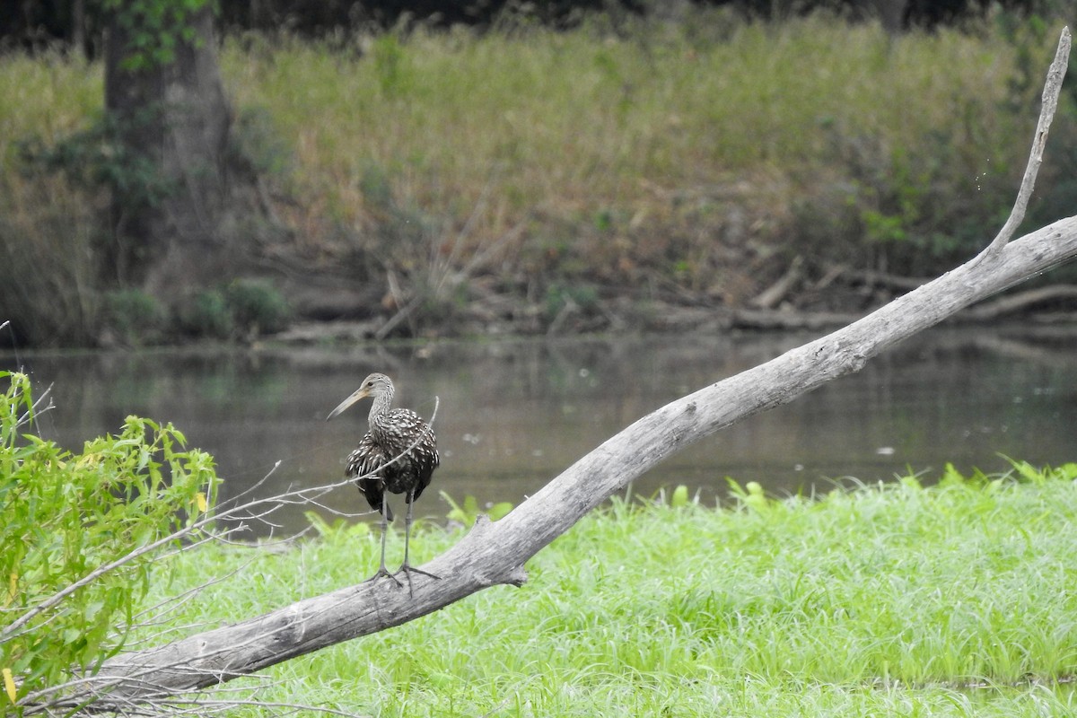 Limpkin - ML486535901