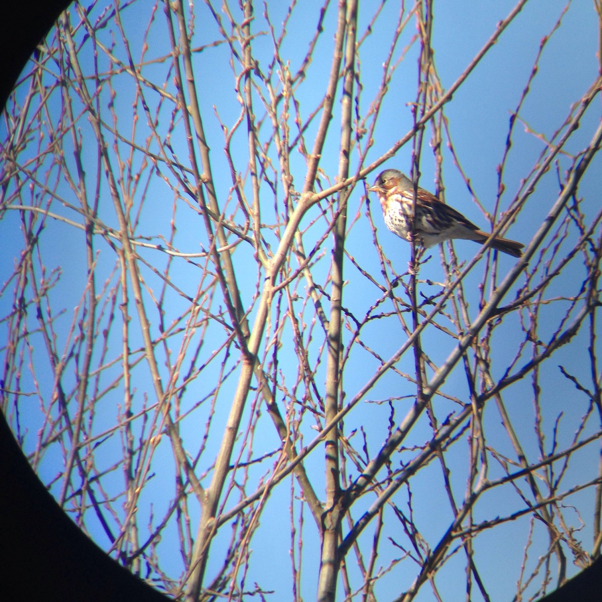 Fox Sparrow - ML48653751