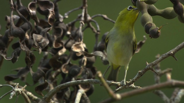 Ashy-bellied White-eye - ML486538