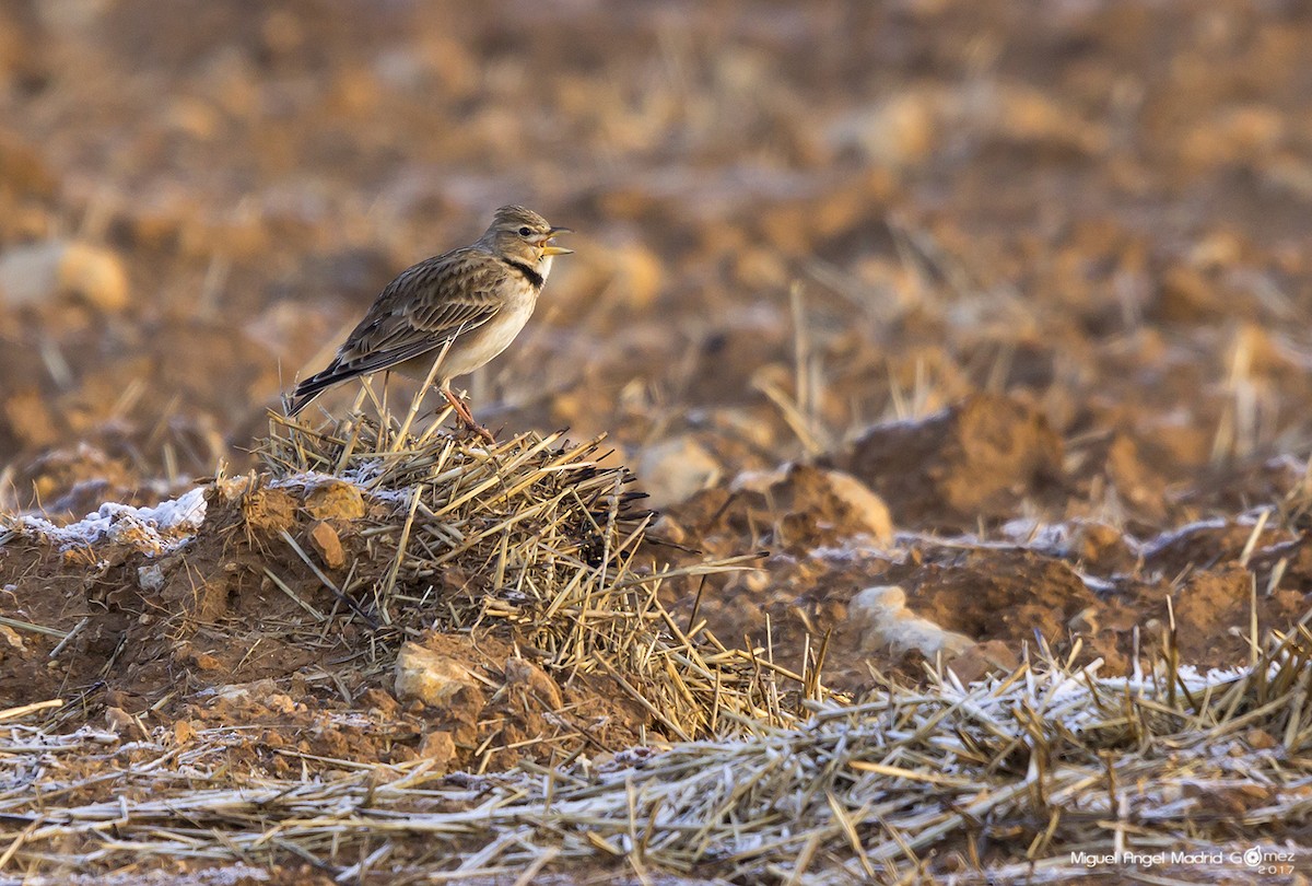 Calandra Lark - Miguel Ángel Madrid Gómez