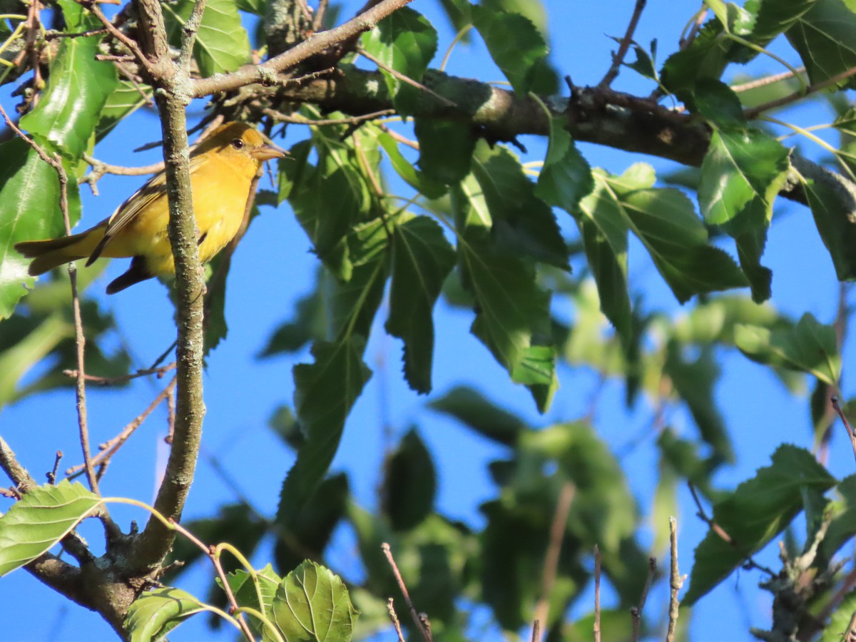 Summer Tanager - ML486538281