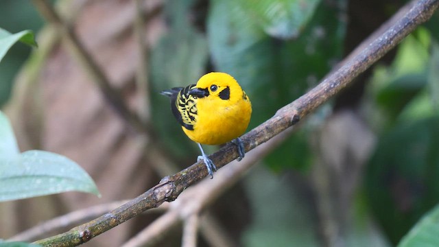 Golden Tanager - ML486538631