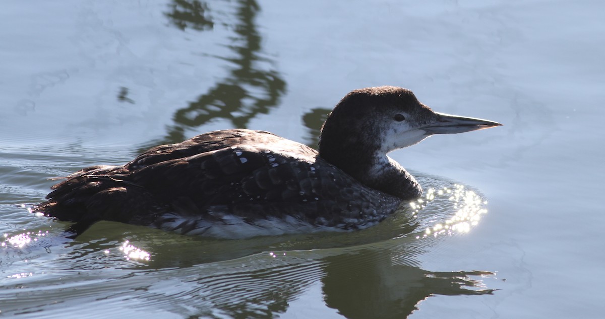 Common Loon - Dan Maxwell