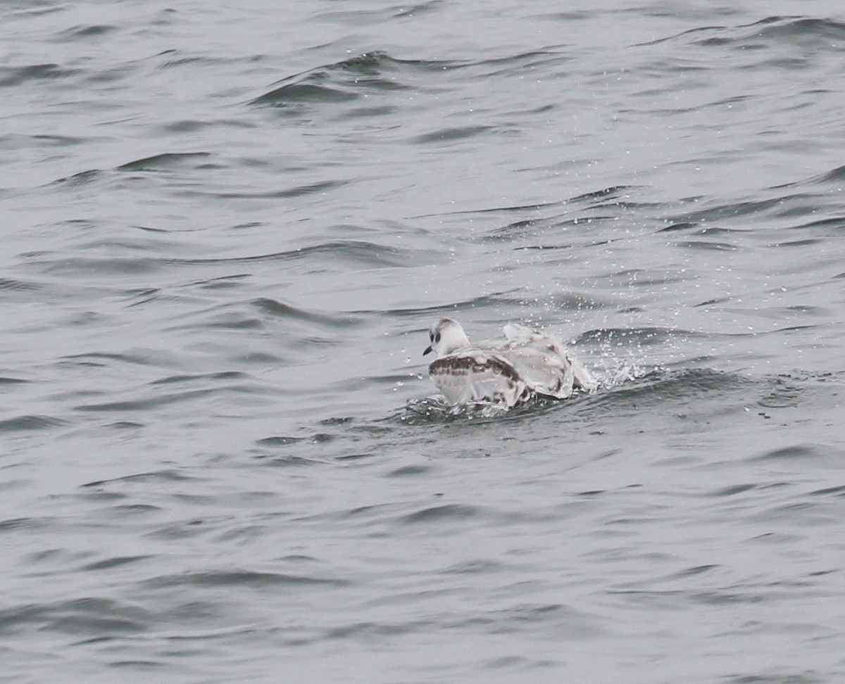 Bonaparte's Gull - ML486538971