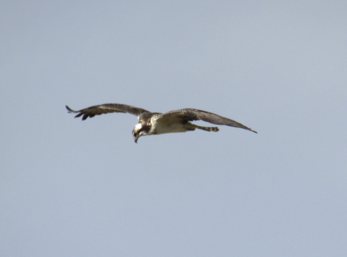 Osprey - ML486539071