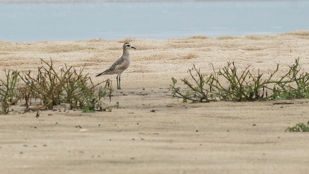 American Golden-Plover - ML486539121