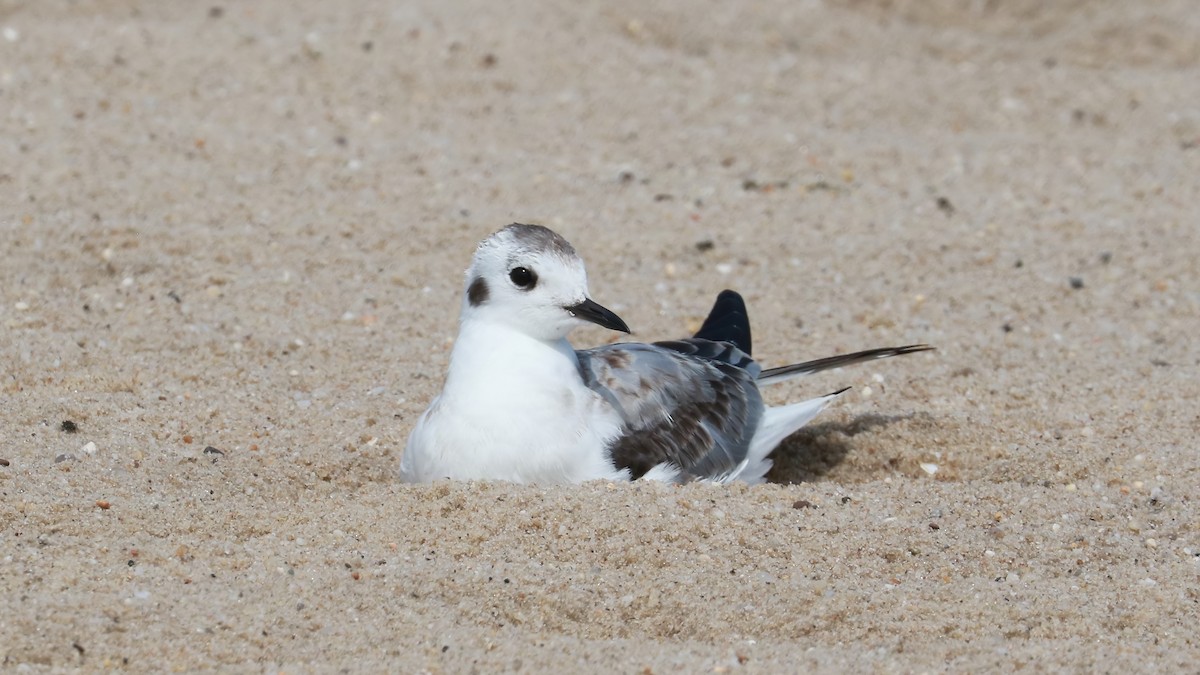 Bonaparte's Gull - ML486539201