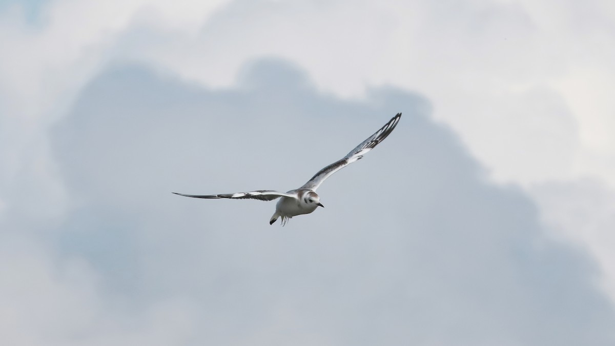 Bonaparte's Gull - ML486539321