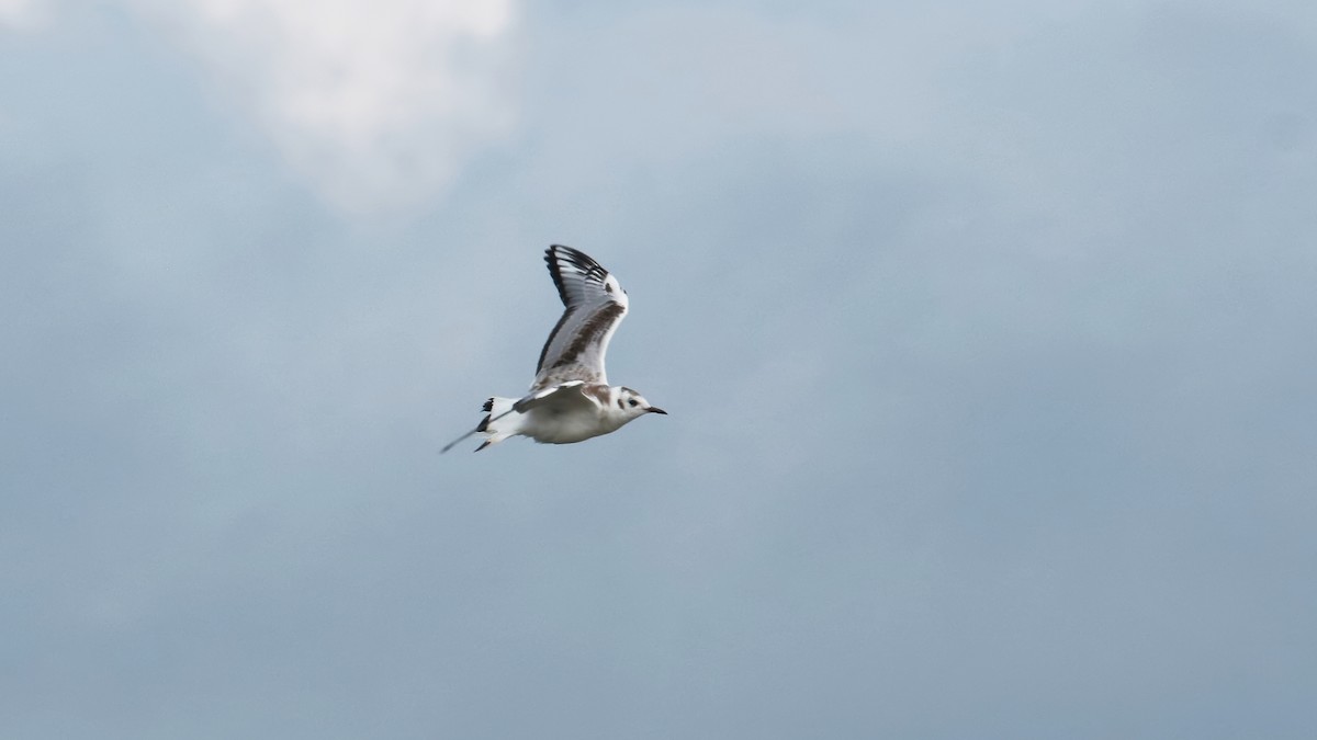 Bonaparte's Gull - Brenda Bull