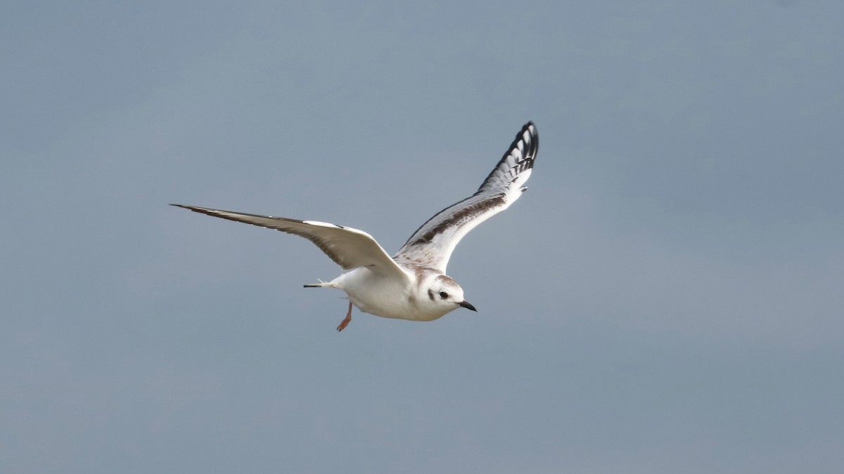 Bonaparte's Gull - ML486539341