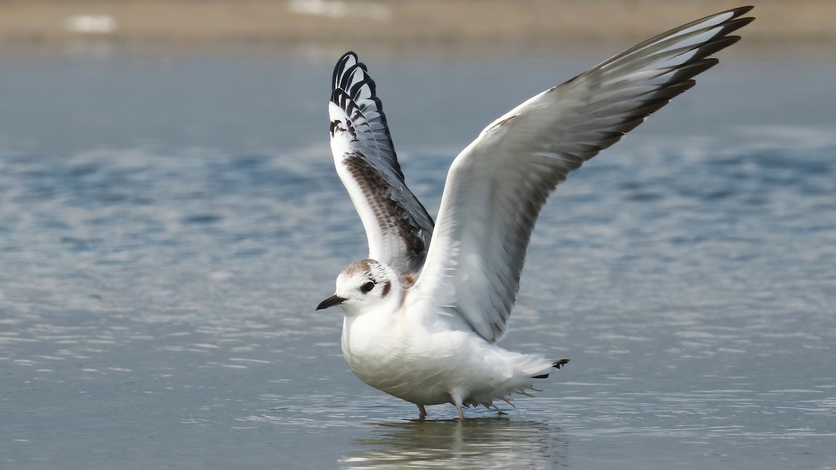 Bonaparte's Gull - ML486539381