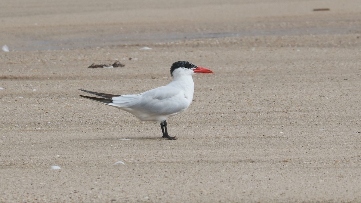 Caspian Tern - ML486539491