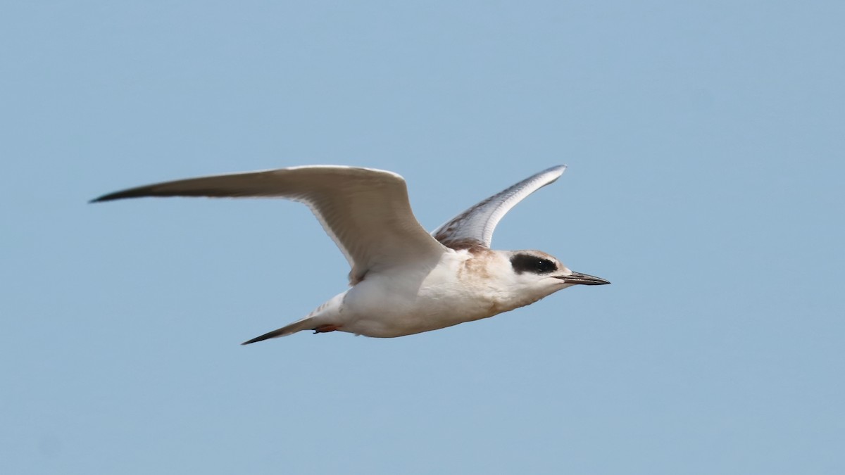 Forster's Tern - ML486539731