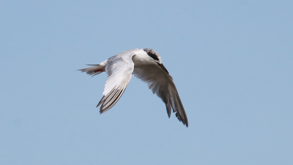 Forster's Tern - ML486539741