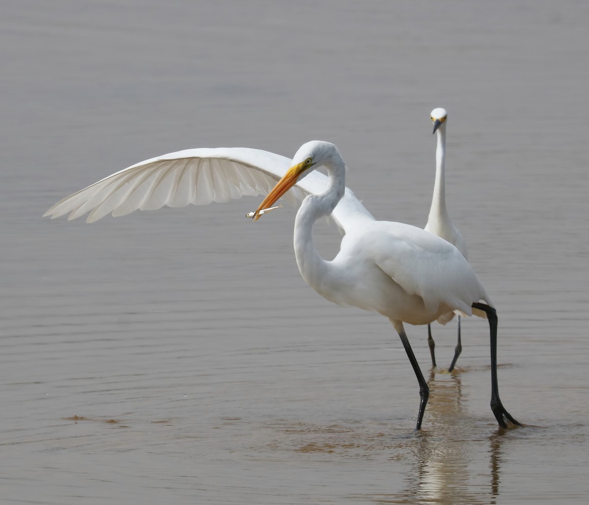 Great Egret - ML486540041