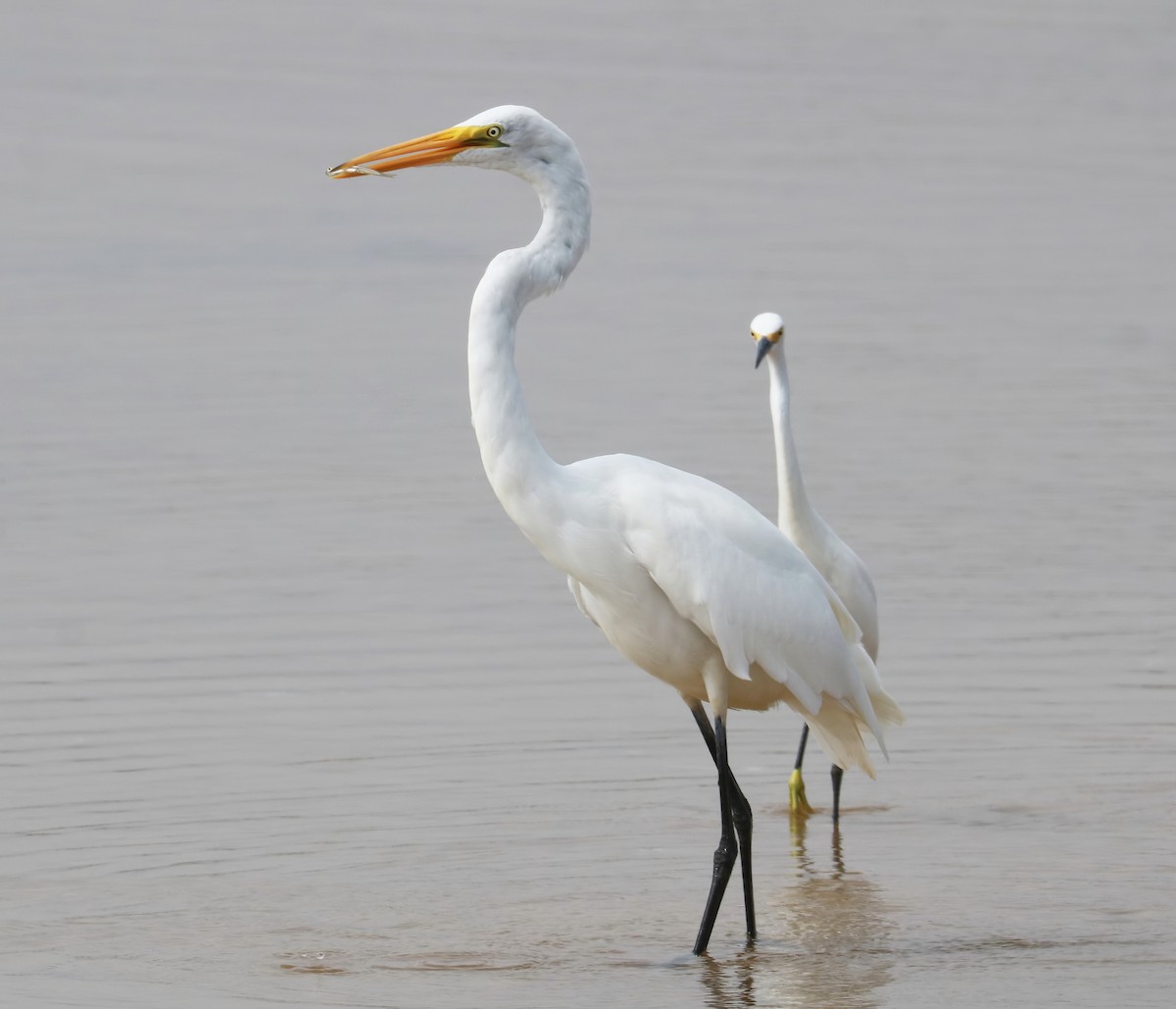 Great Egret - ML486540051