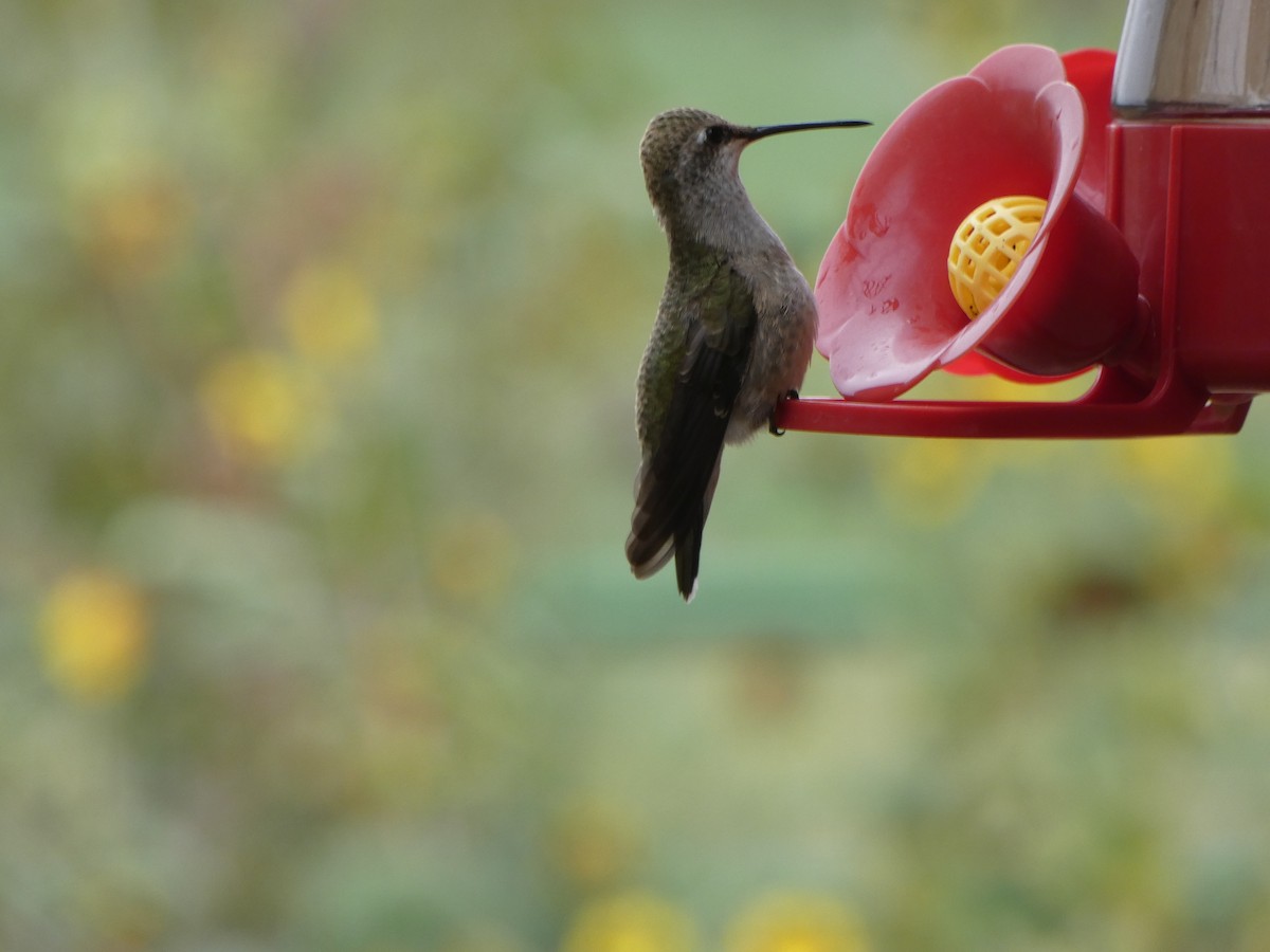 Black-chinned Hummingbird - M Gaylord