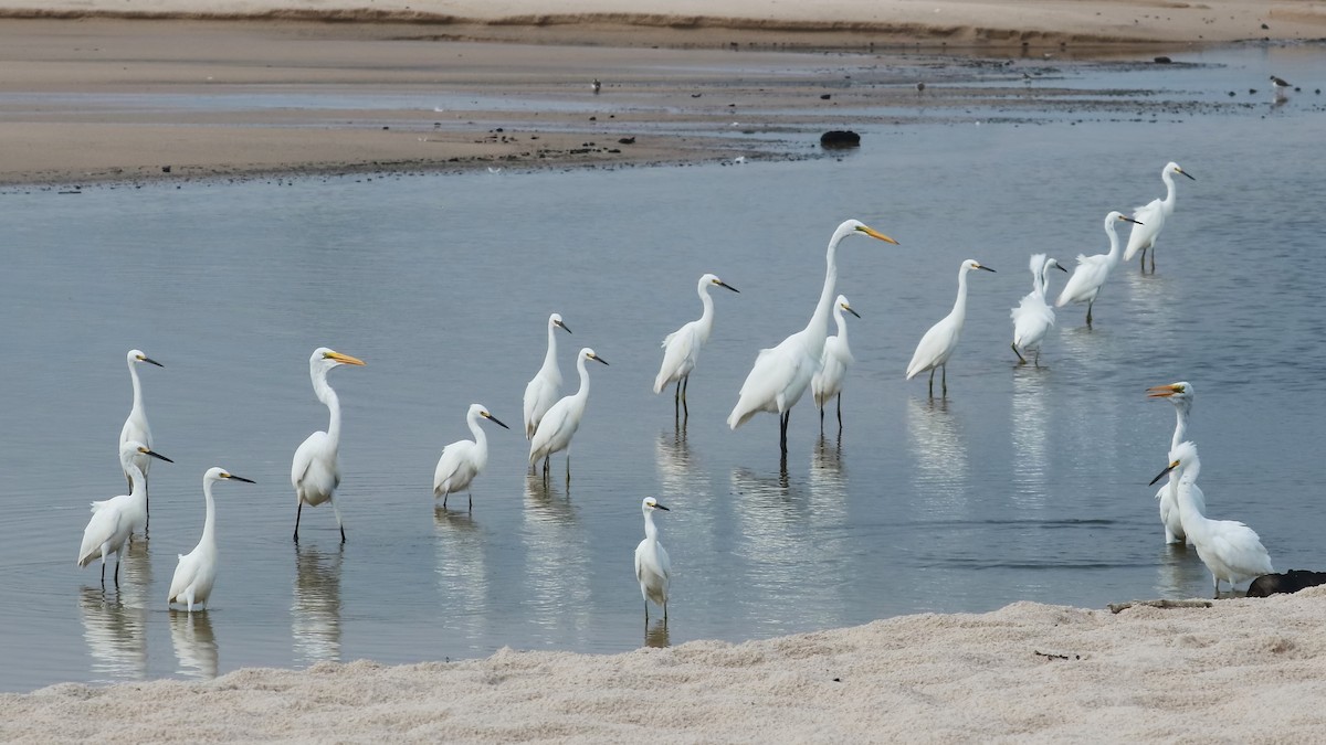 Snowy Egret - ML486540461