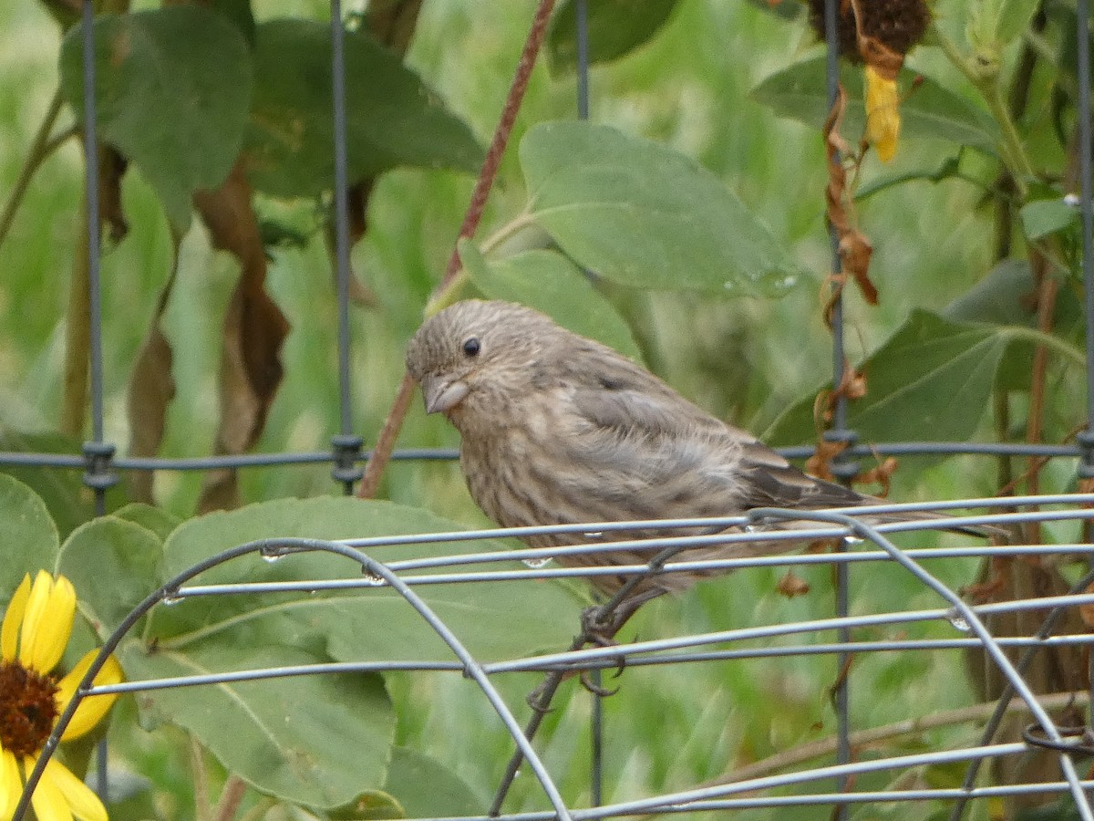 House Finch - M Gaylord