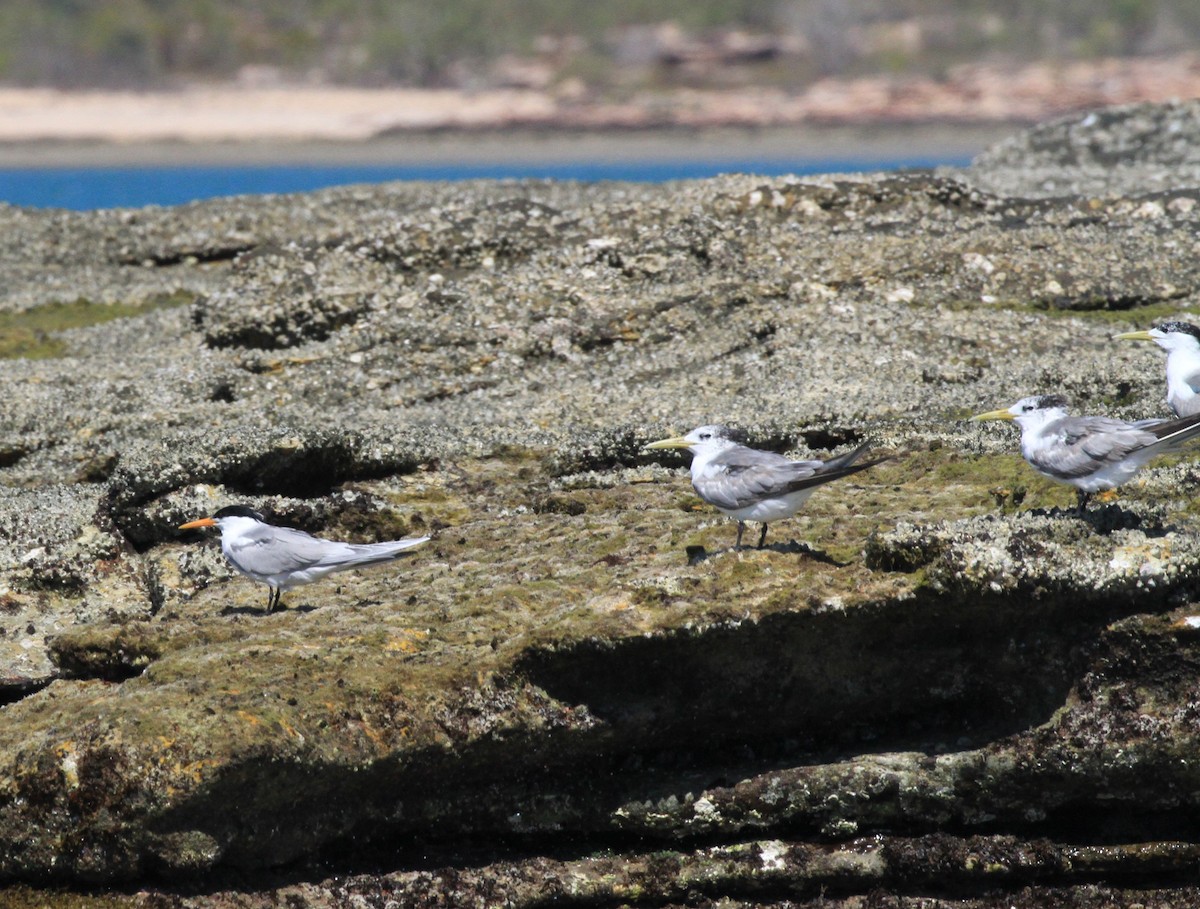 Lesser Crested Tern - Peter Sawyer