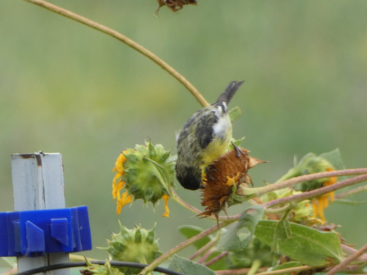 Lesser Goldfinch - M Gaylord