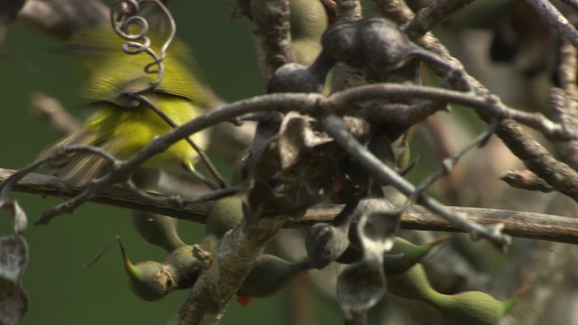 Ashy-bellied White-eye - ML486542