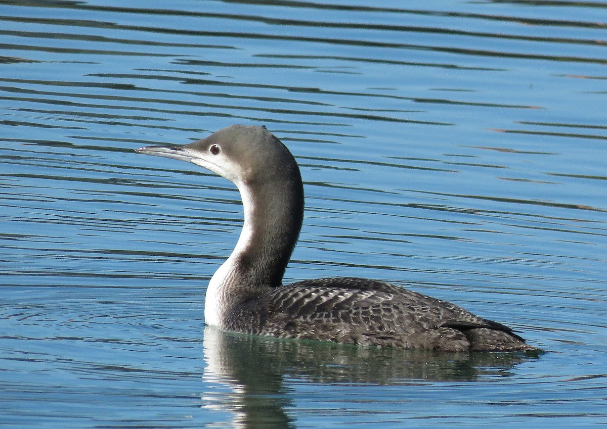 Pacific Loon - Dale Clark