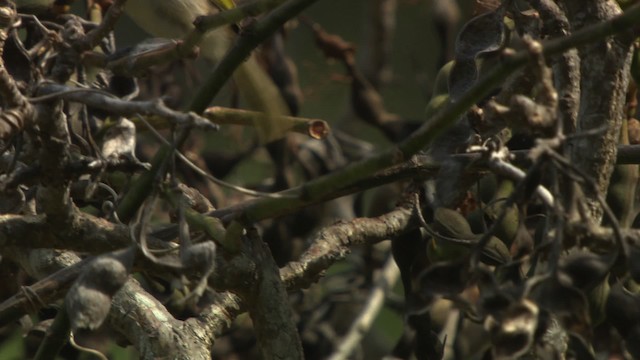 Brown Honeyeater - ML486543