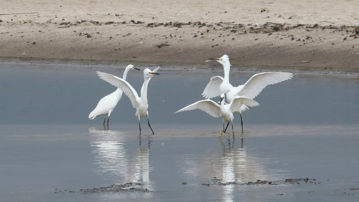 Snowy Egret - ML486543751