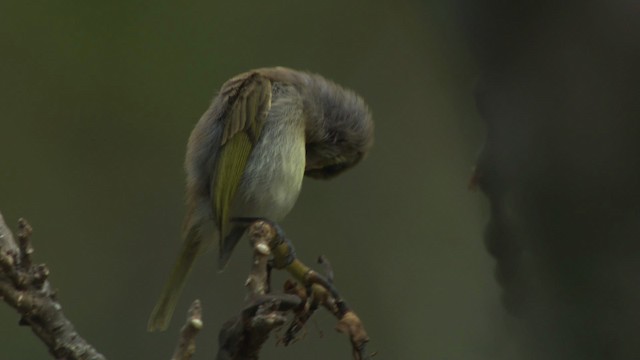 Brown Honeyeater - ML486544