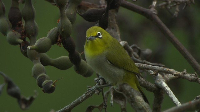 Ashy-bellied White-eye - ML486545