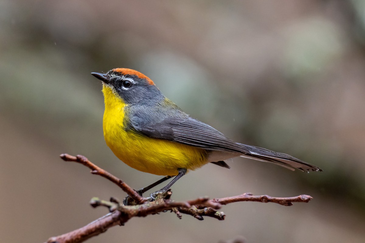 Brown-capped Redstart - Pablo Ramos