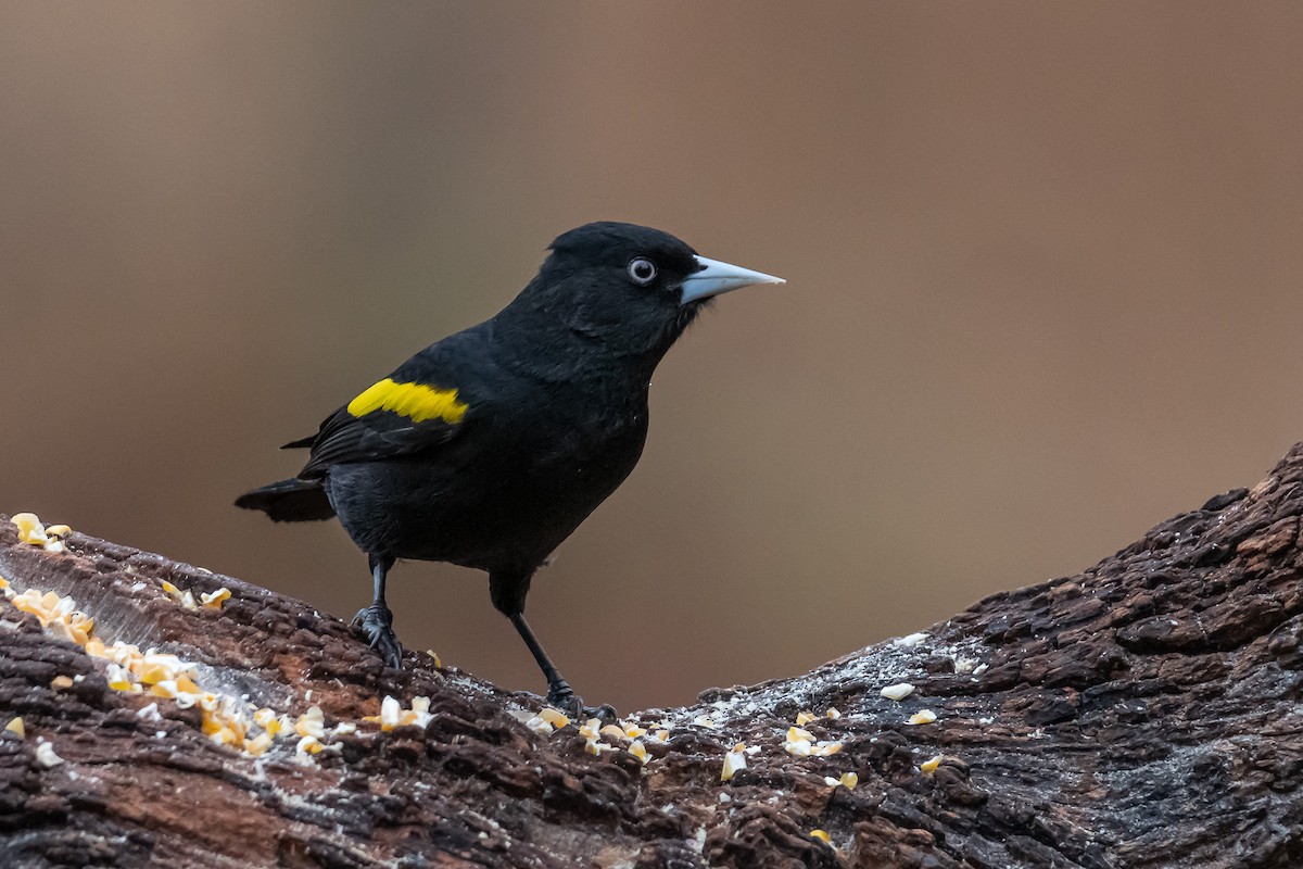 Golden-winged Cacique - Pablo Ramos