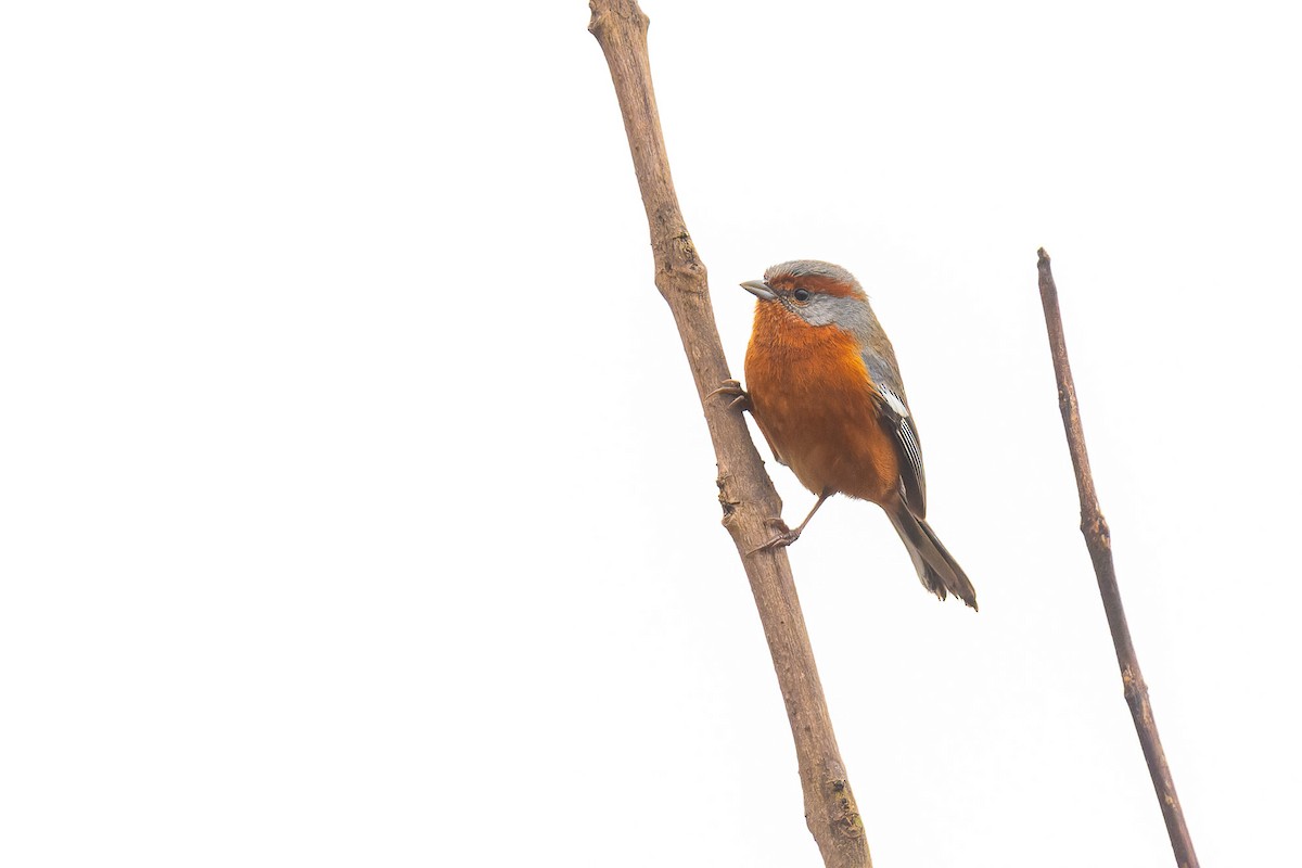 Rusty-browed Warbling Finch - Pablo Ramos