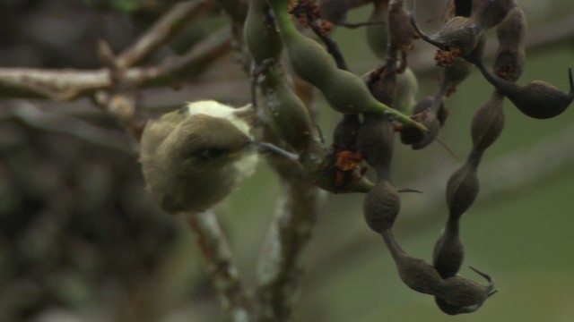 Brown Honeyeater - ML486546